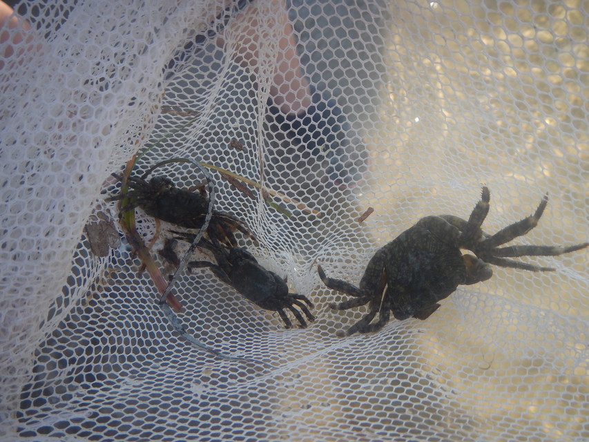 Pachygrapsus