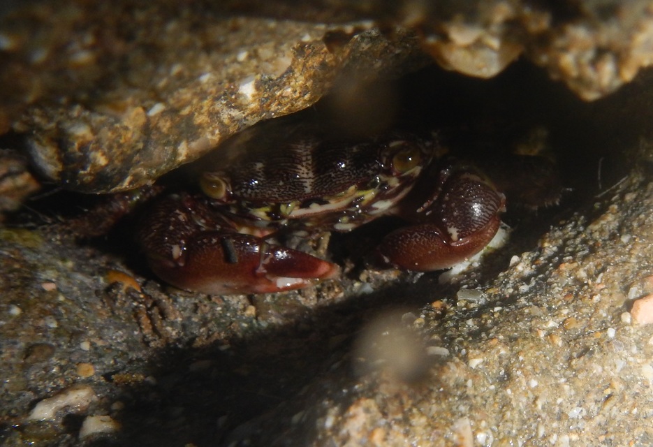 Crustacea - Rákok
