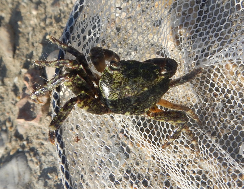 Pachygrapsus marmoratus