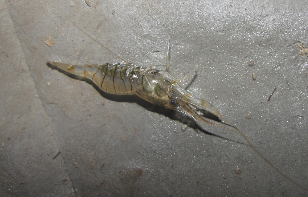 Clibanarius erythropus