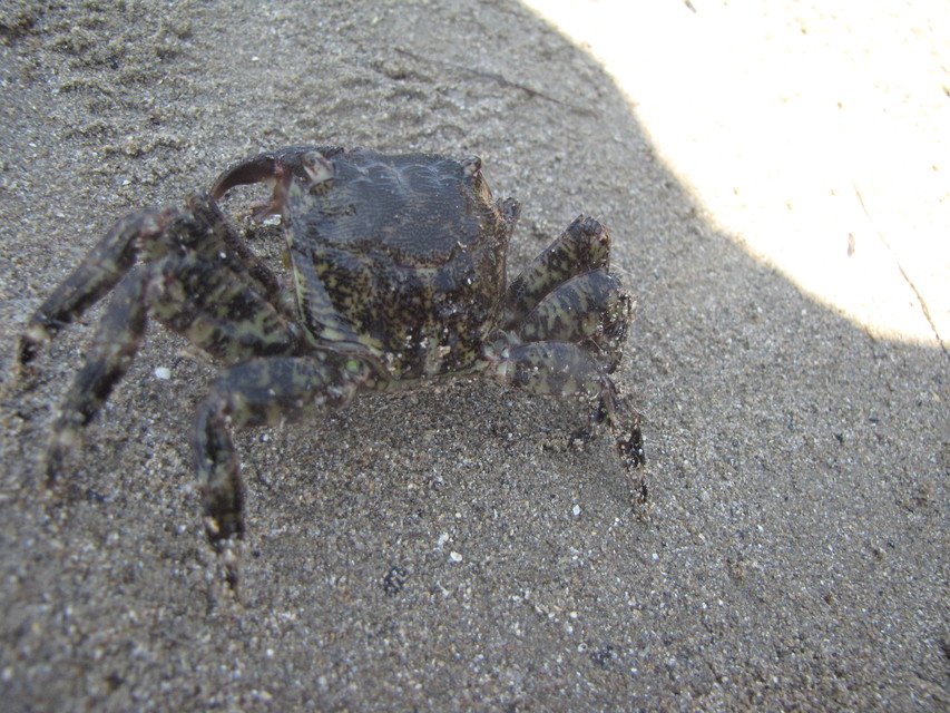 Pachygrapsus marmoratus