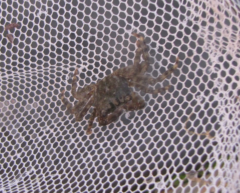 Pachygrapsus