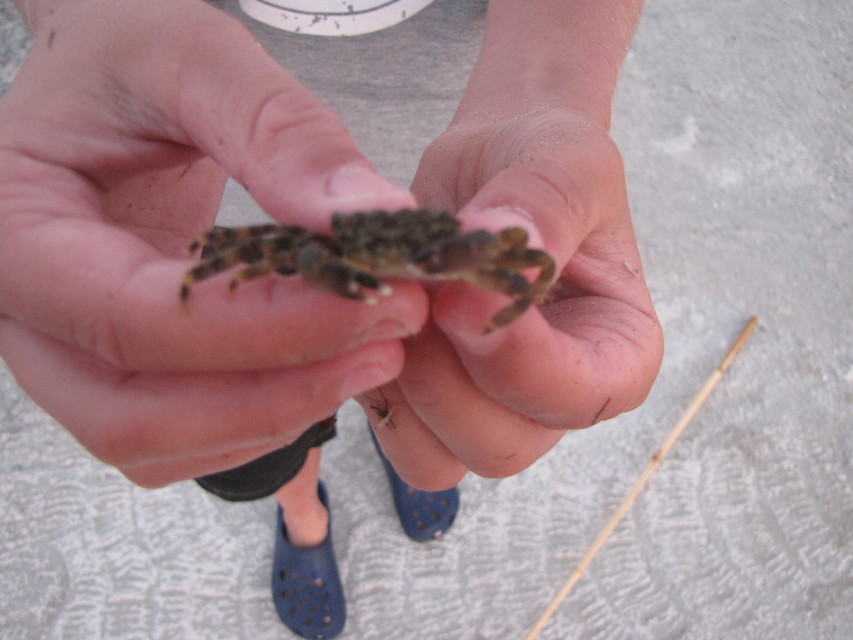 Pachygrapsus