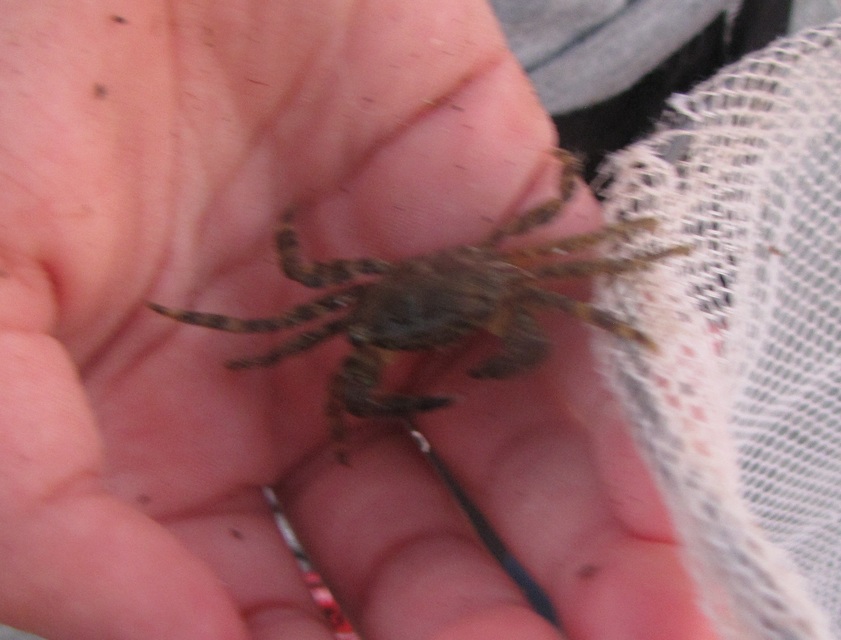 Pachygrapsus