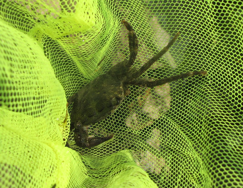 Pachygrapsus