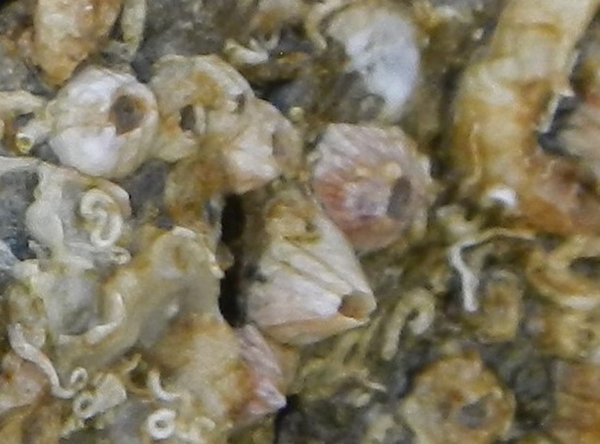Crustacea - Rákok