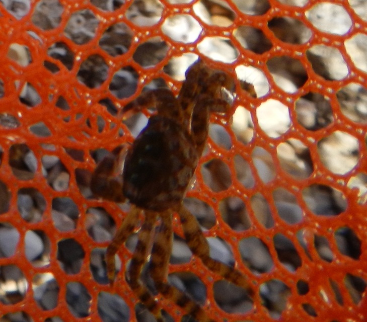 Crustacea - Rákok