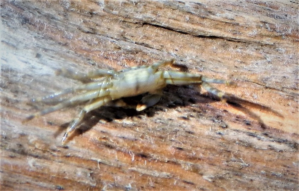 Crustacea - Rákok