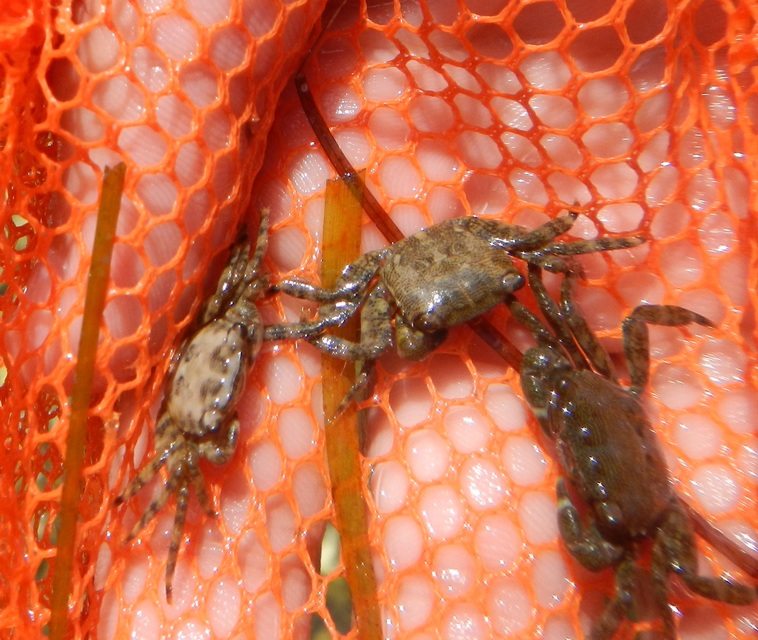 Pachygrapsus