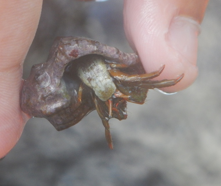 Clibanarius erythropus