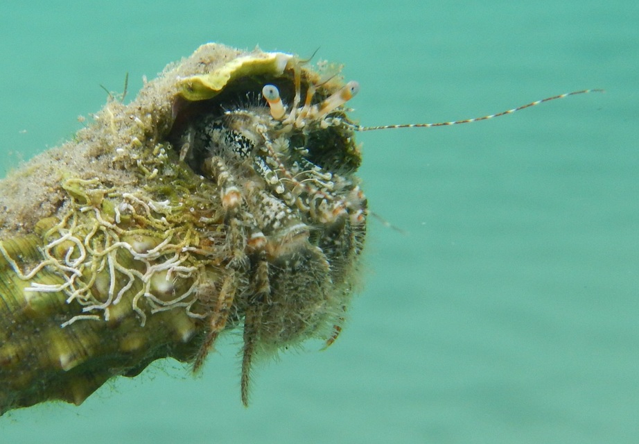 Pagurus anachoretus