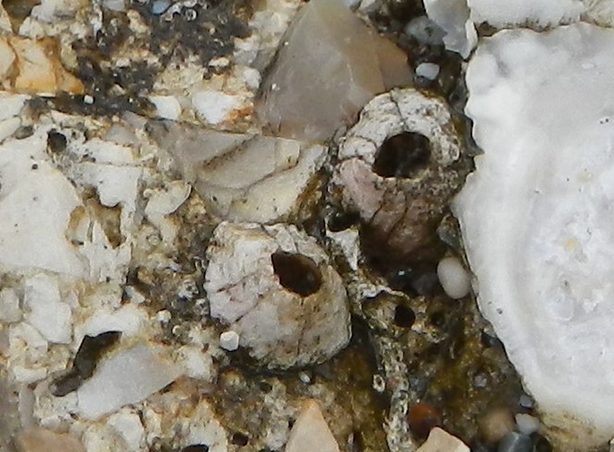 Crustacea - Rákok