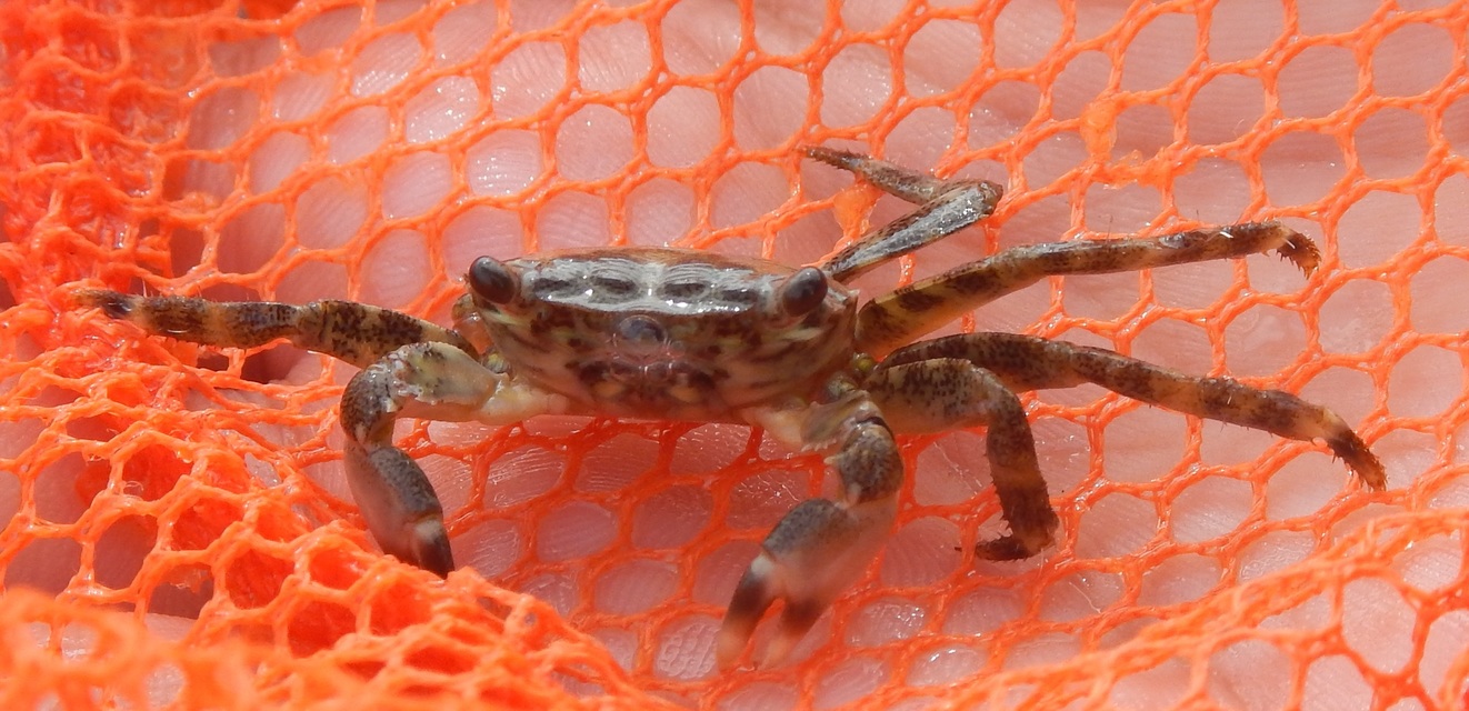 Crustacea - Rákok