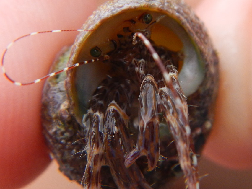 Pagurus anachoretus