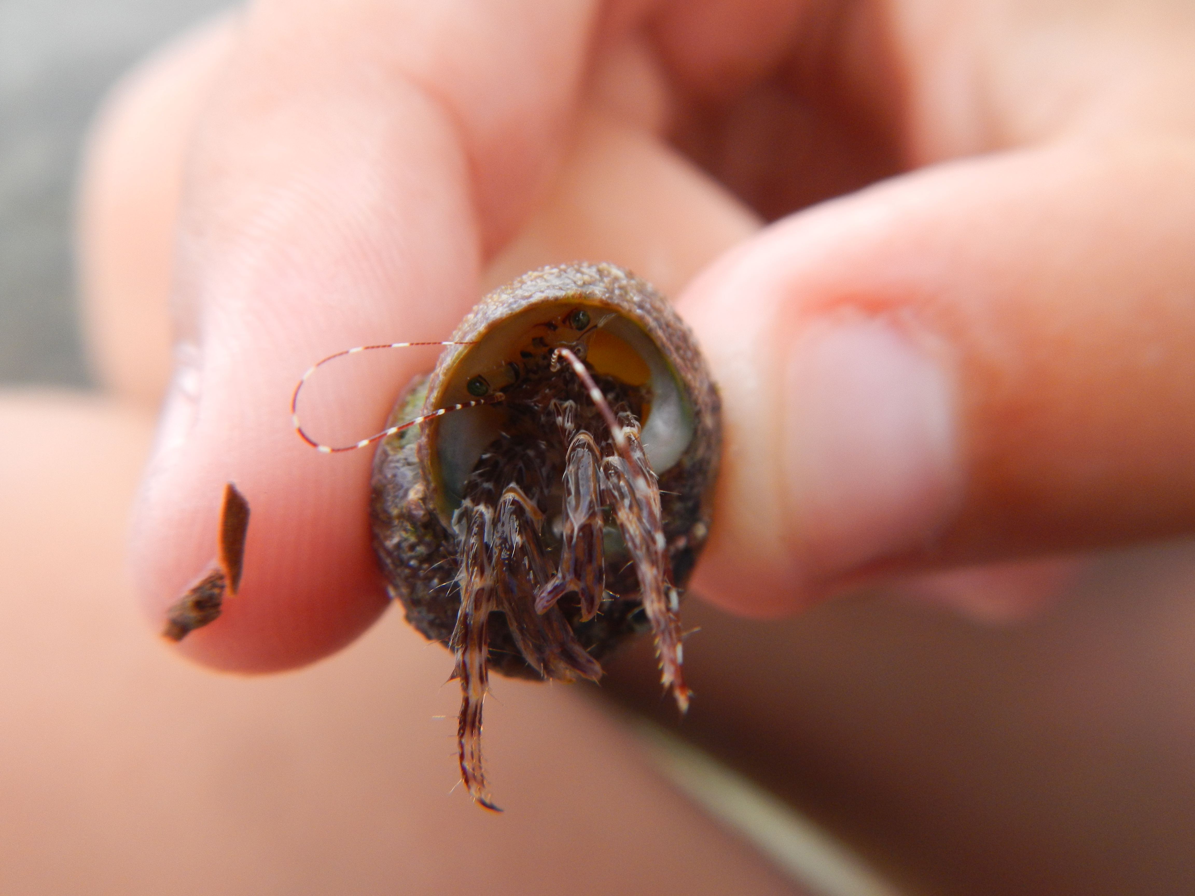 Pagurus anachoretus