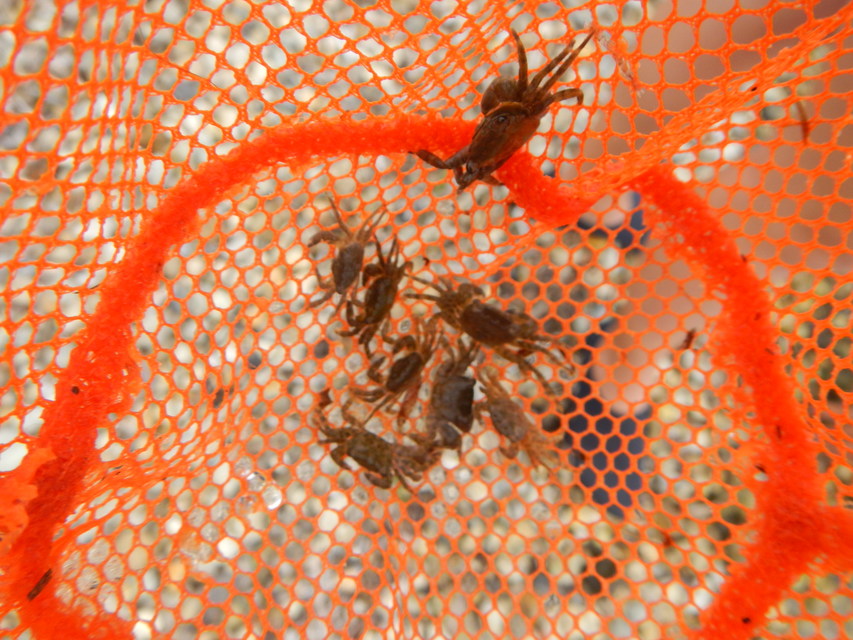Pachygrapsus