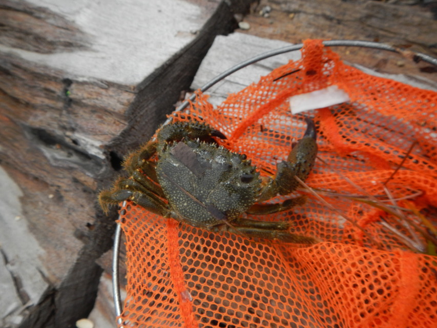 Eriphia verrucosa