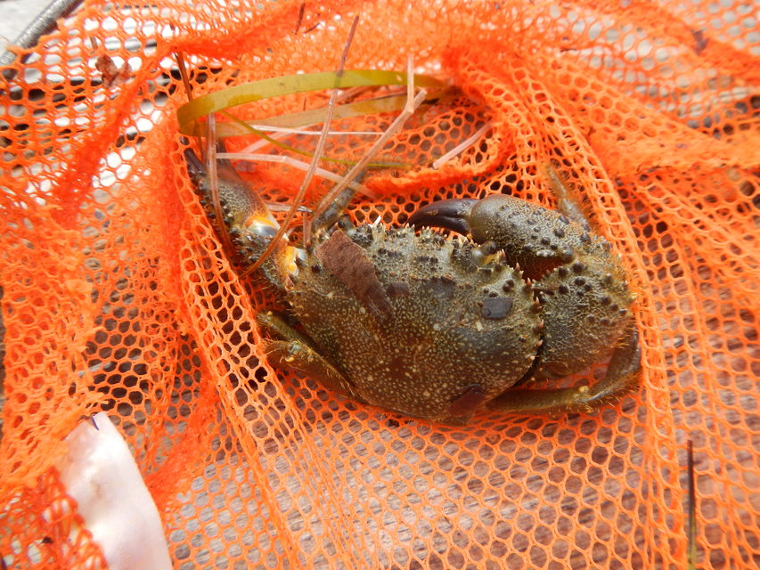 Eriphia verrucosa