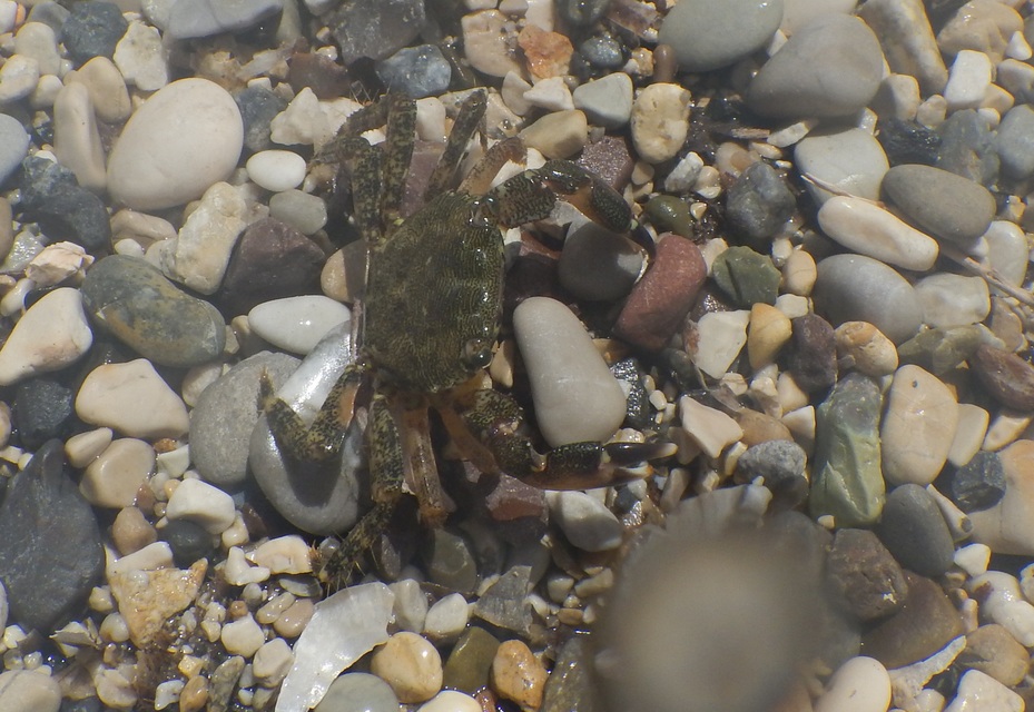 Pachygrapsus
