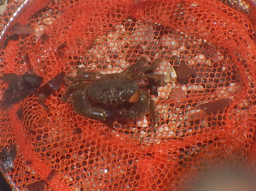 Eriphia verrucosa