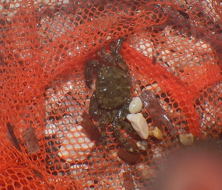 Pachygrapsus