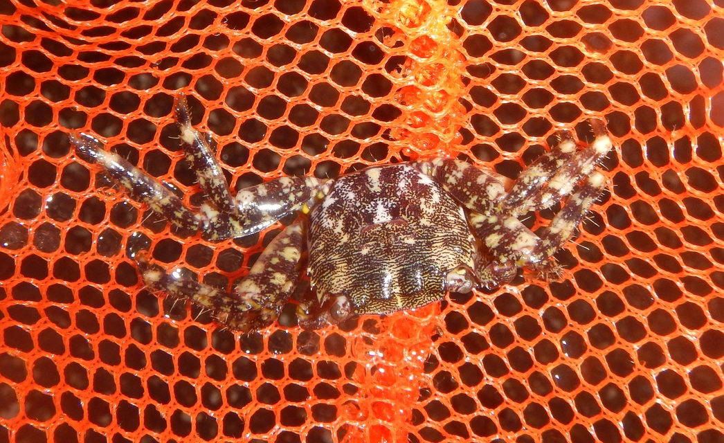 Pachygrapsus