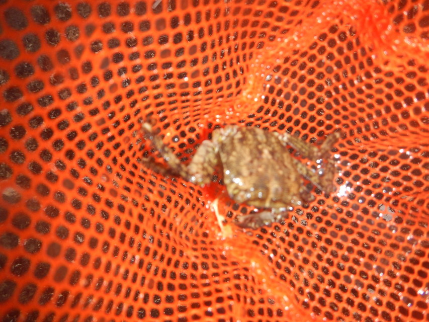Pachygrapsus