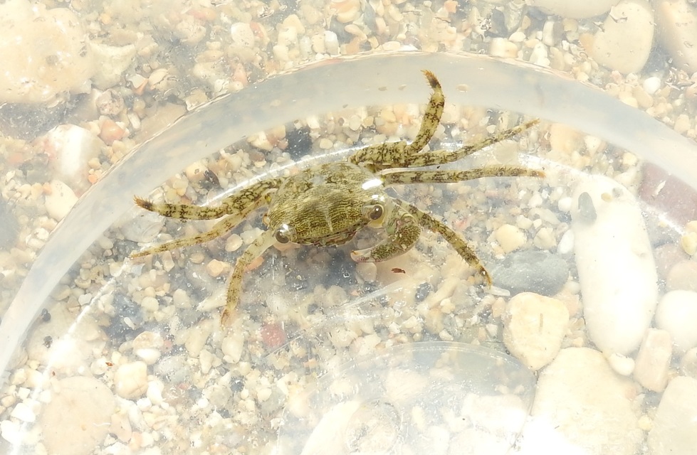 Pachygrapsus