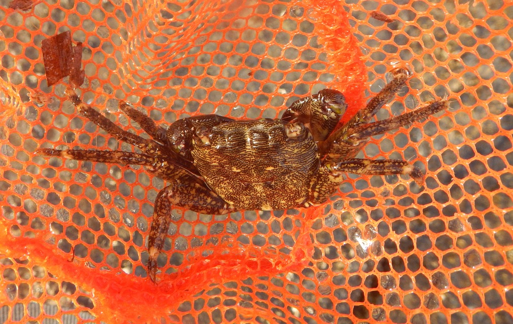 Pachygrapsus
