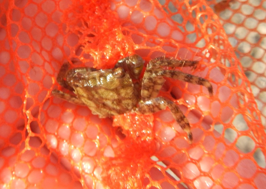 Pachygrapsus