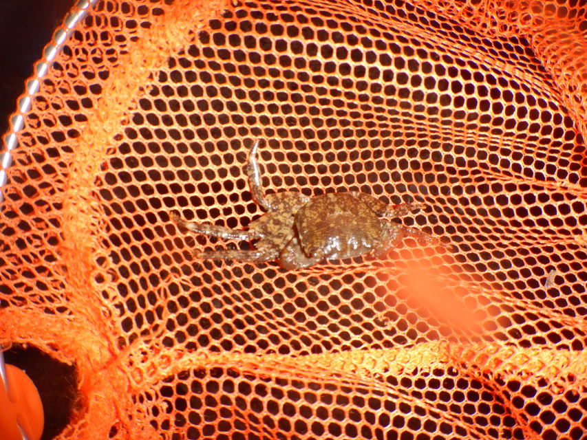 Pachygrapsus