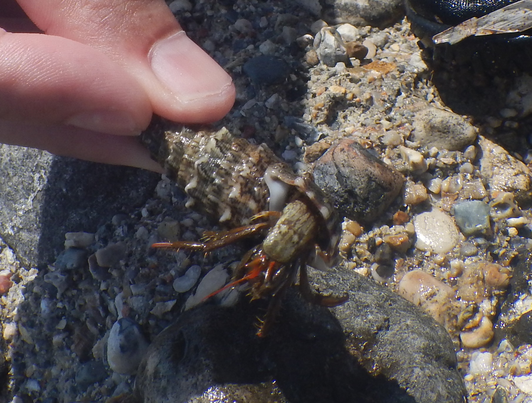 Clibanarius erythropus