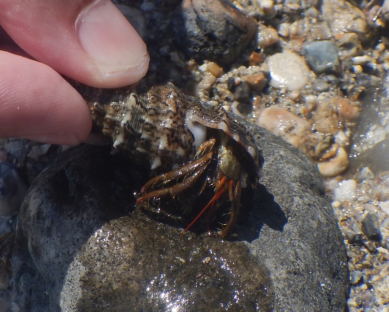 Clibanarius erythropus