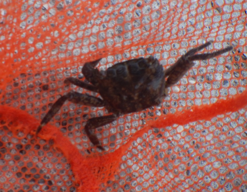 Pachygrapsus