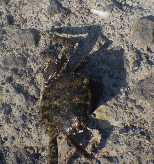 Pachygrapsus