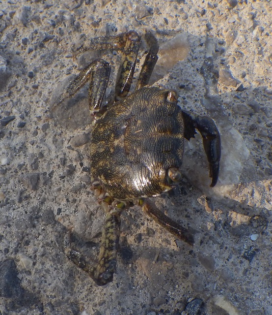 Pachygrapsus marmoratus