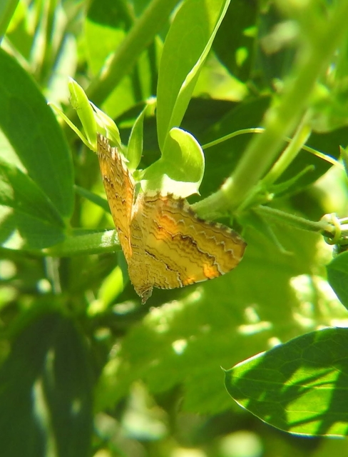 Camptogramma bilineata - kétvonalas sávosaraszoló