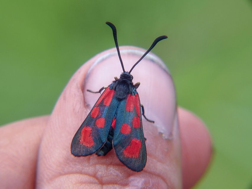 Zygaena loti - közönséges csüngőlepke