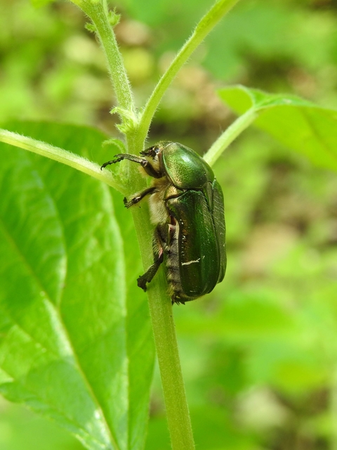 Cetonia aurata - aranyos virágbogár