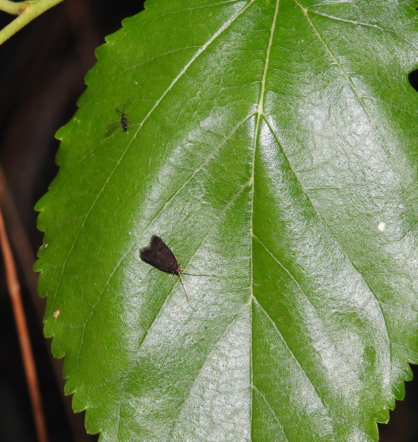 Lecithoceridae - hindumolyfélék