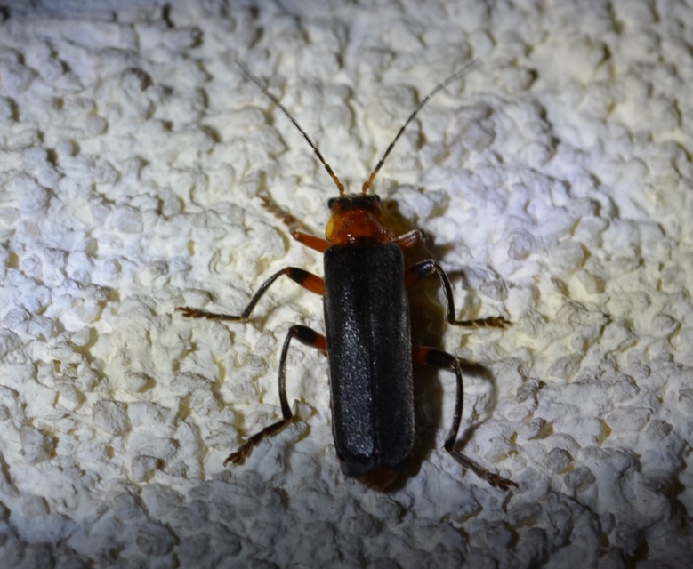 Cantharis livida - mezei lágybogár