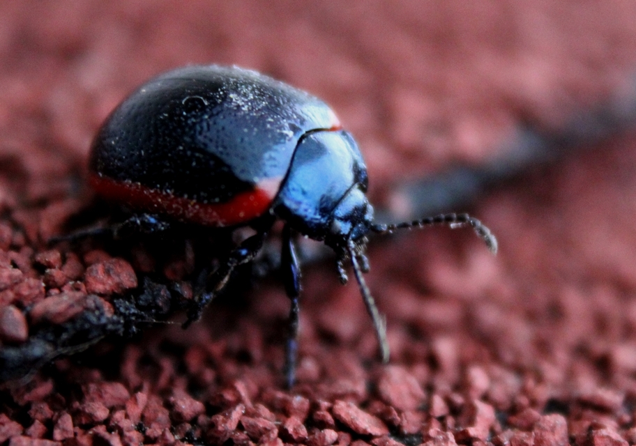 Chrysolina rossia - trapézhátú szegélyeslevelész