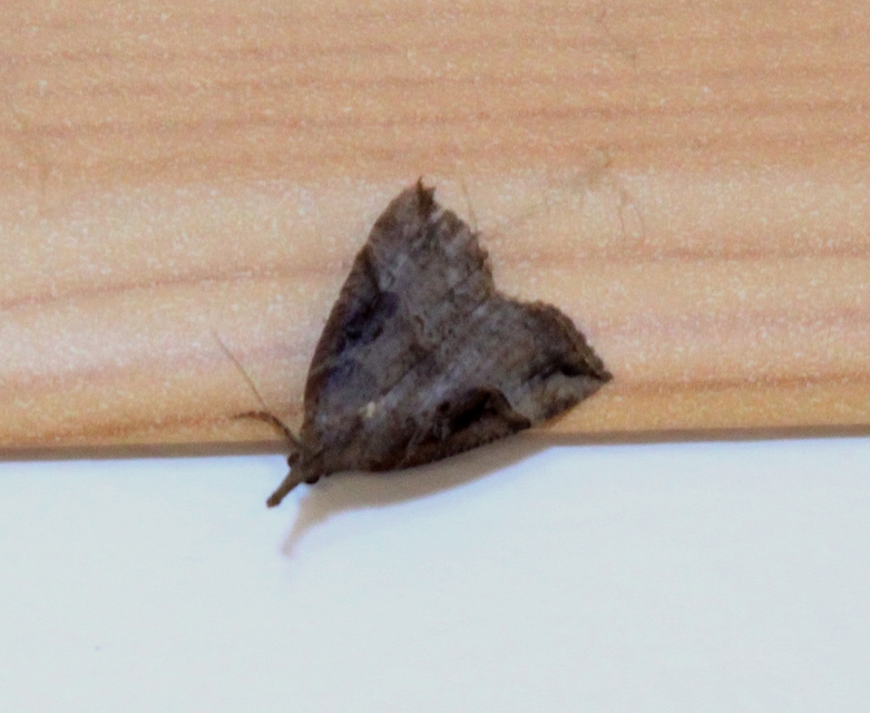 Hypena rostralis - közönséges karcsúbagoly