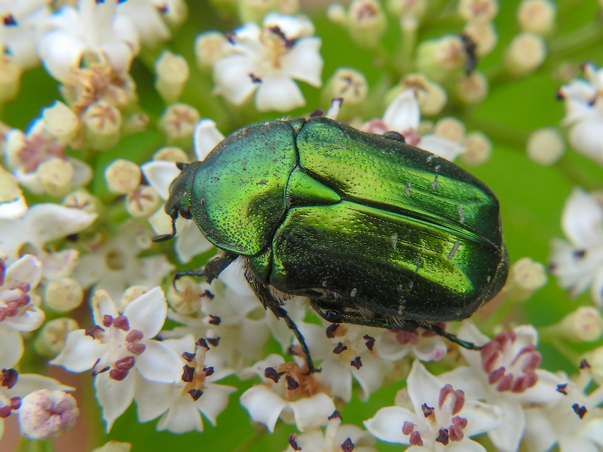 Cetonia aurata - aranyos virágbogár