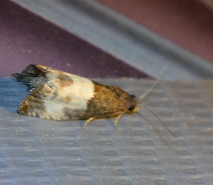 Notocelia cynosbatella - rózsahajtás-tükrösmoly