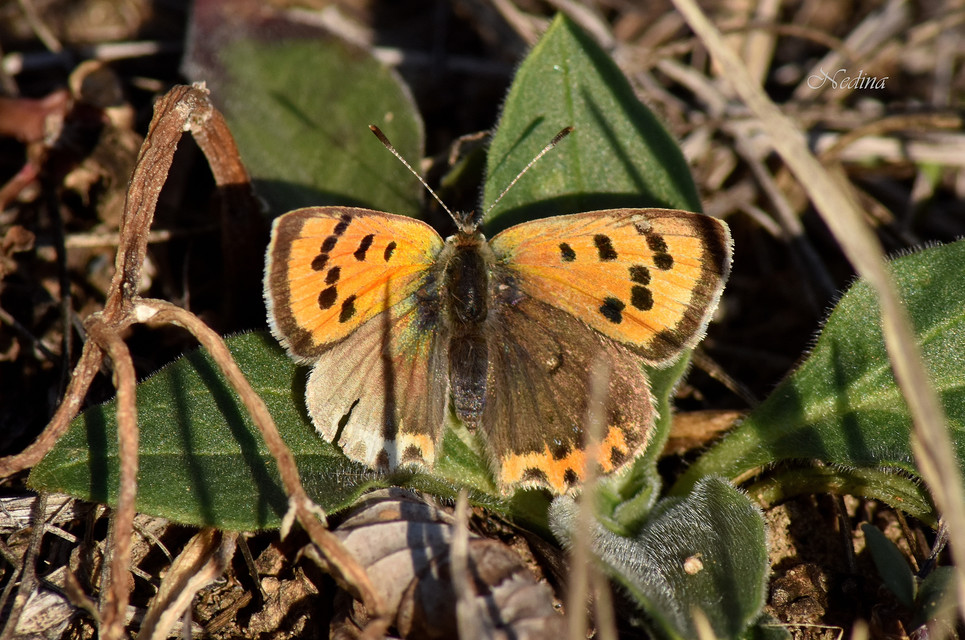 Lycaena phlaeas - közönséges tűzlepke