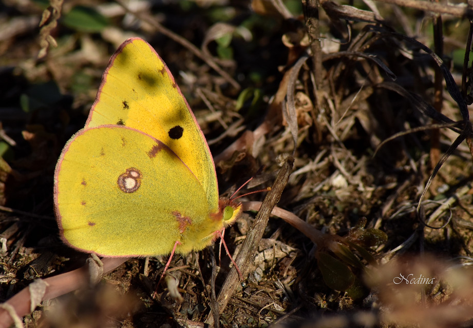 Colias croceus - sáfránylepke
