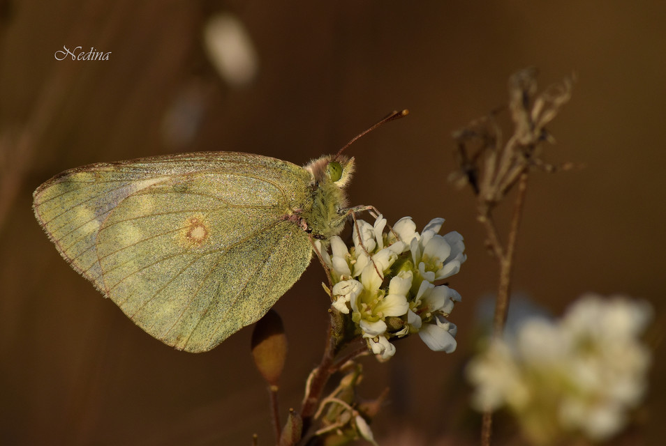 Colias