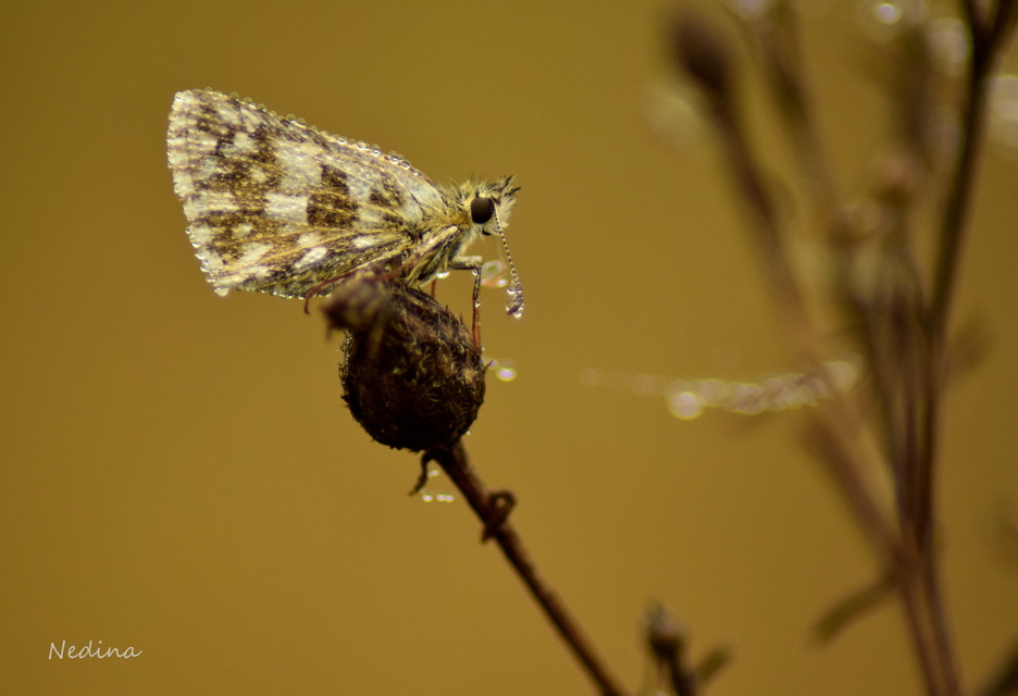 Pyrgus armoricanus - feles busalepke