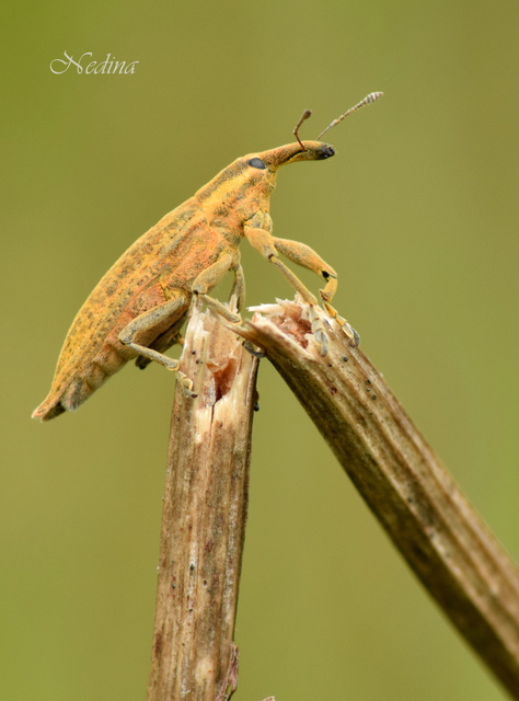 Lixus iridis - bürökfúró dudvabarkó